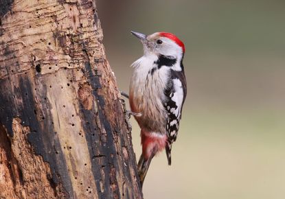Woodpecker Pecking At A Tree