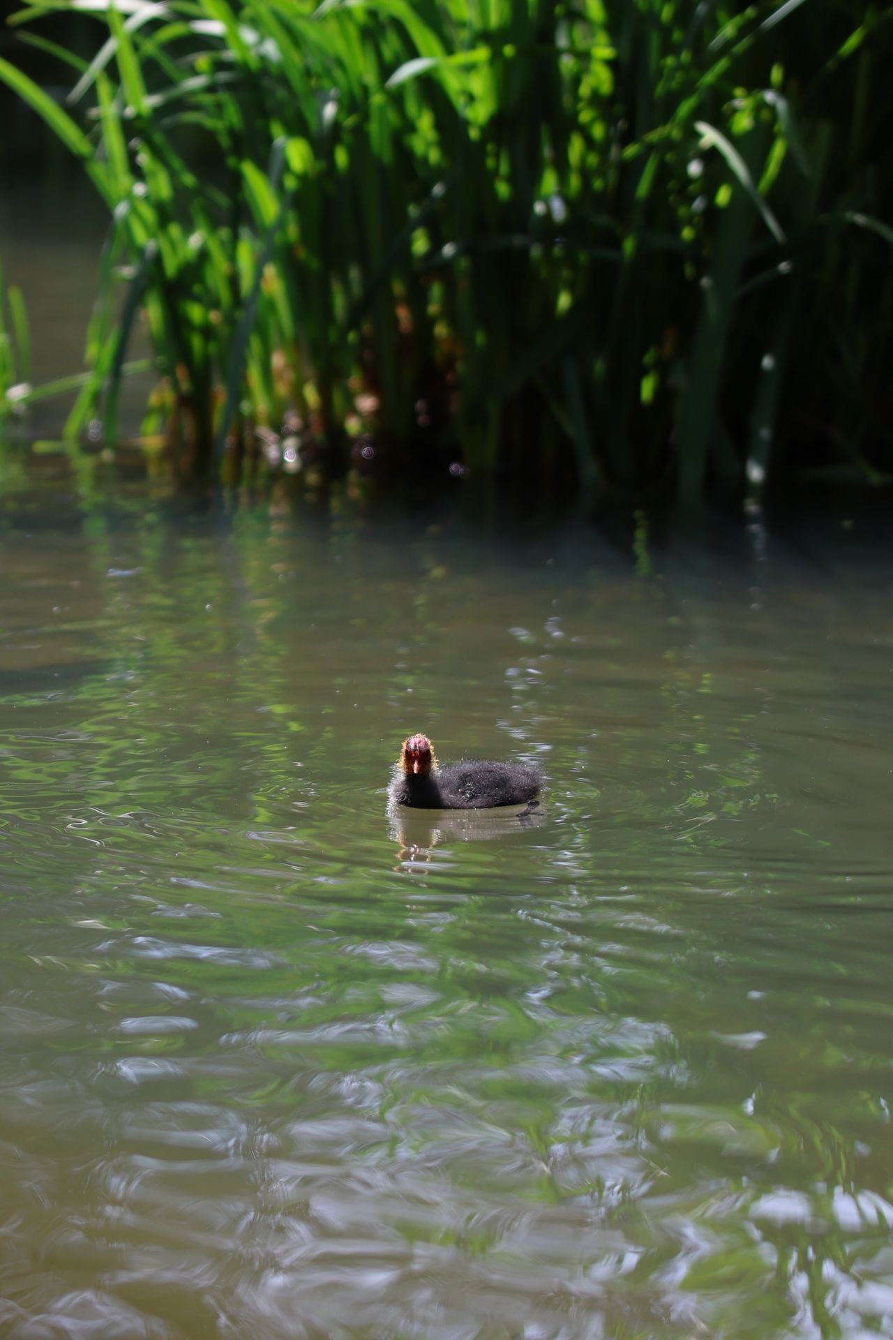 A photo of a bird taken on a Canon EOS R6 Mark III