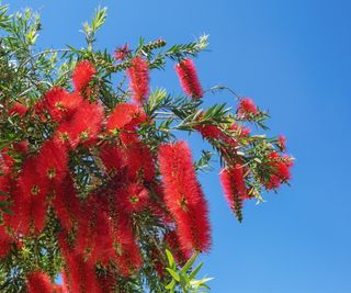 Bottlebrush blooms in red with a blue sky behind