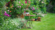Green garden with flowers and dog