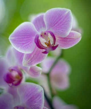 A pink orchid flower