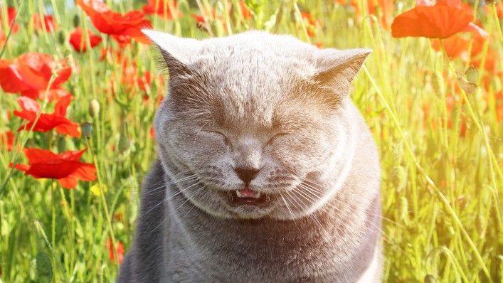 cat sneezing