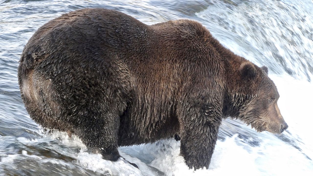Bear 151&mdash; "Walker" &mdash; with dark brown coat, standing on the edge of a waterfall, looking toward the river below.