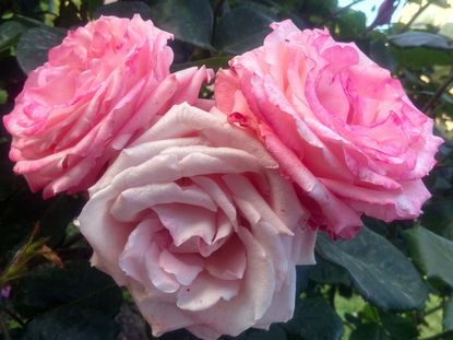 Three large pink roses blooming on a rose bush