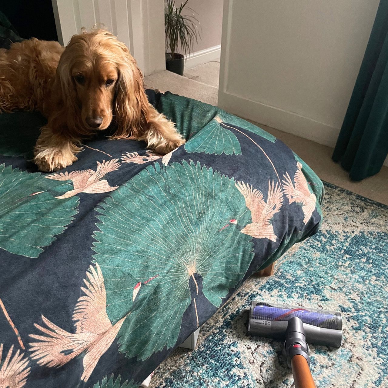 Testing cordless Dyson vacuum cleaner on carpet, next to dog