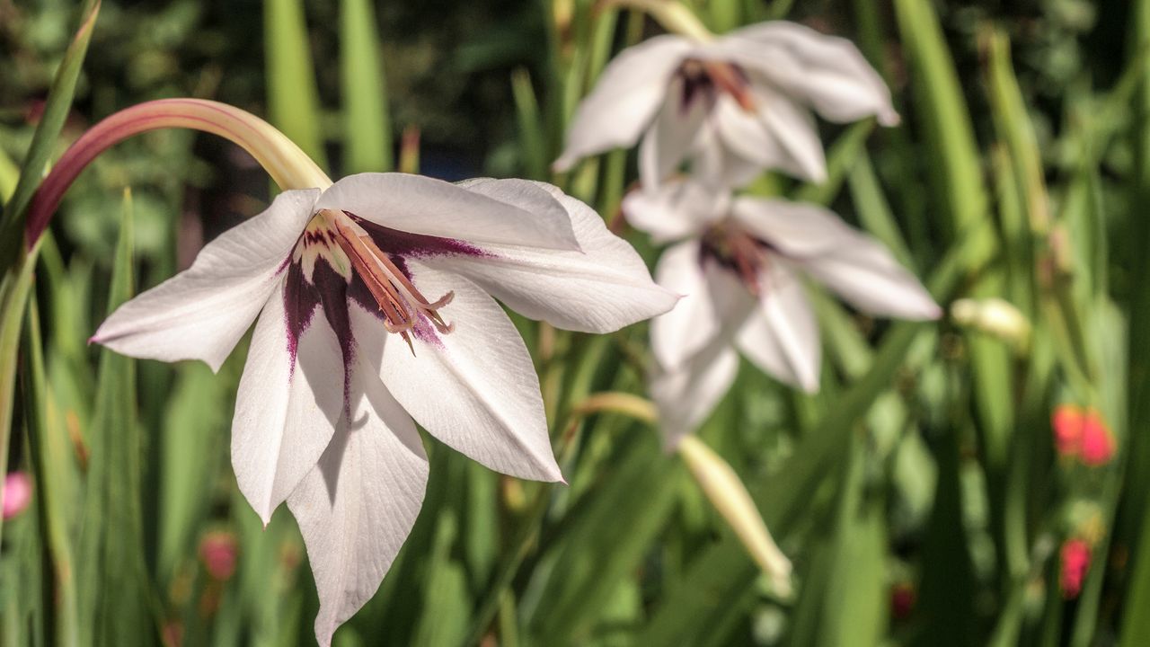 Peacock orchids