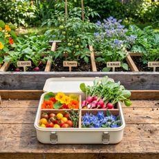 A bento box of borage, nasturtium, radish, and cherry tomatoes on a wooden bench in front of a raised garden bed
