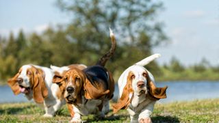 Three basset hounds running together
