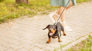 Dachshund on a leash barking at woman's feet