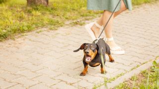 Dachshund on a leash barking at woman&#039;s feet