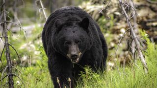 how to store food when camping: Black bear approaching camera