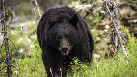 What to do if you meet a bear: our expert guide | Advnture