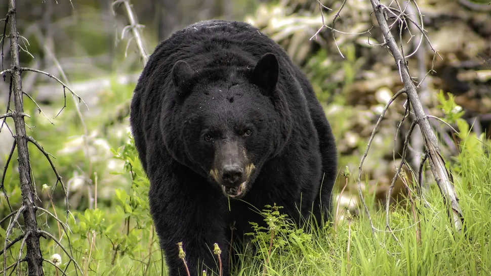 Though it's normal for bear activity to increase ahead of hyperphagia, that doesn't typically occur until late summer early fall (Image credit: Getty Images)