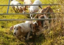 hounds2.jpg