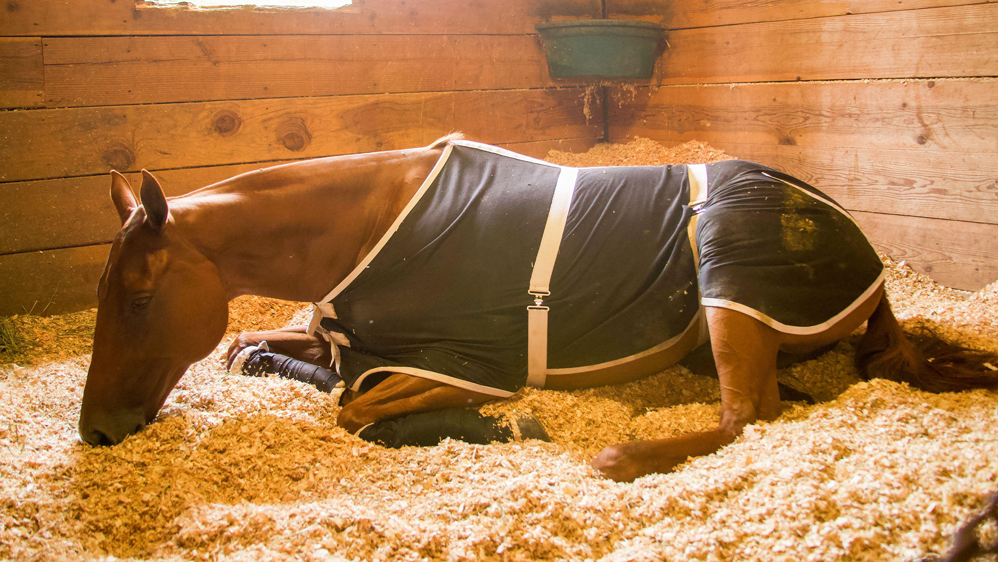 Horse laying down in dirty stable rug