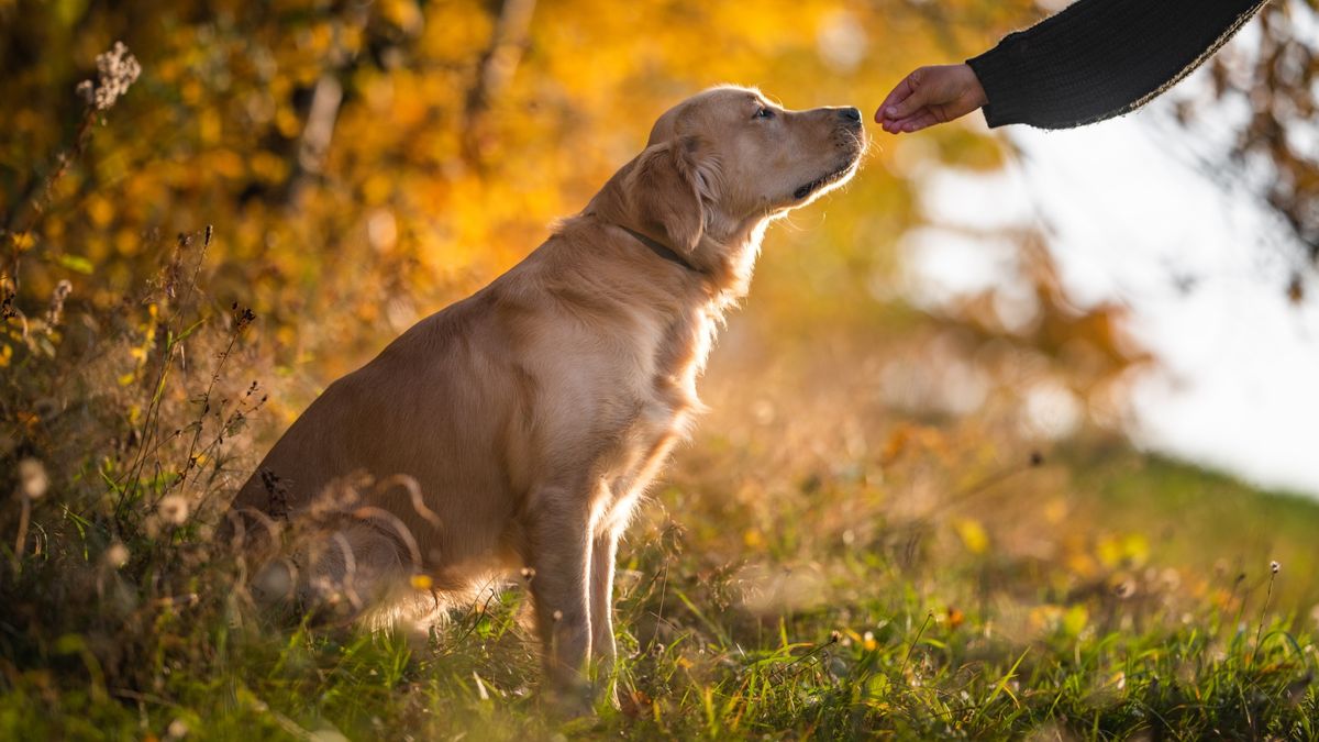 Side view of purebred retriever being fed a dog treat from owner