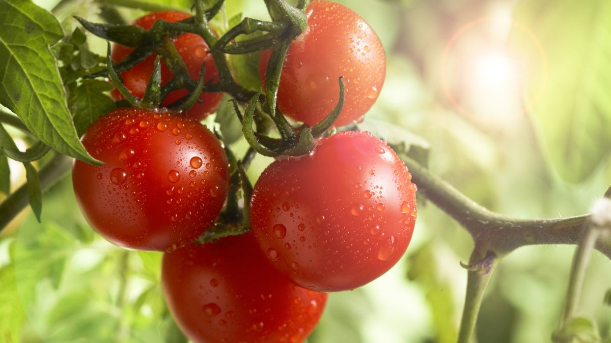'Growing tomatoes in pots gives you more control of your crops' – an expert vegetable grower reveals their container tips