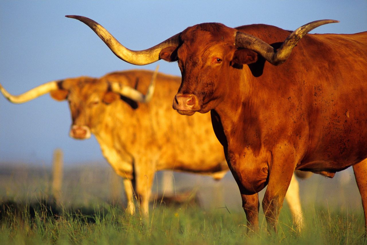 longhorn cattle