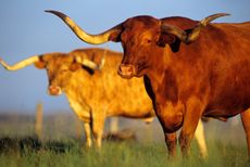 longhorn cattle