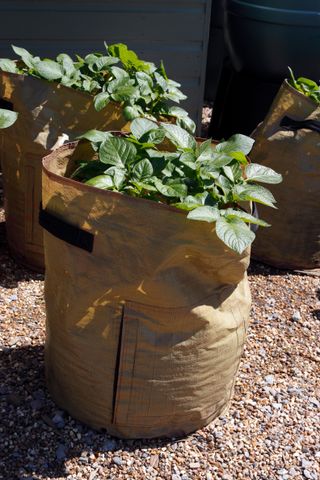 A potato plant growing in a sack