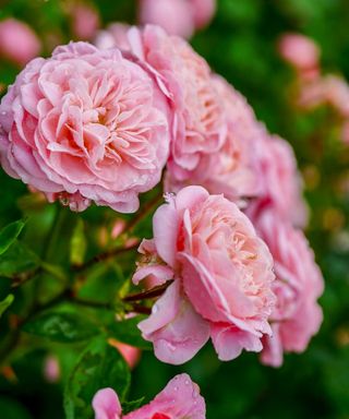 close-up of pink roses