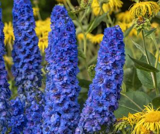 Blue delphinium flower spikes with yellow daisy flowers