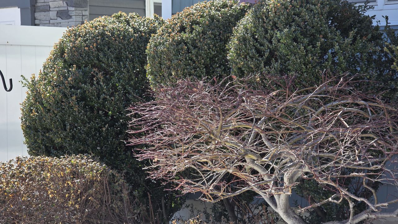 Samsung Galaxy S25 Ultra camera samples