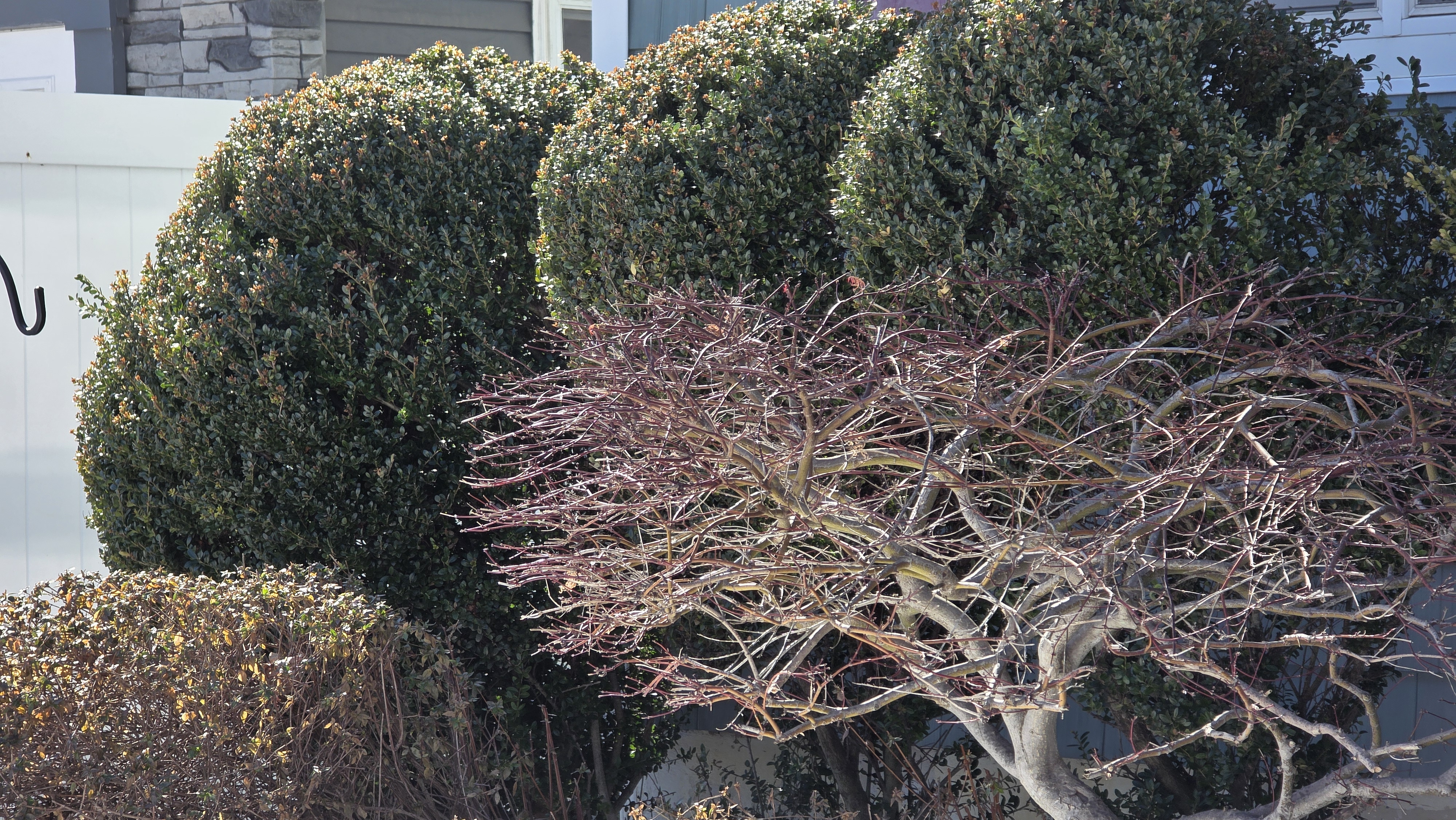 Samsung Galaxy S25 Ultra camera samples