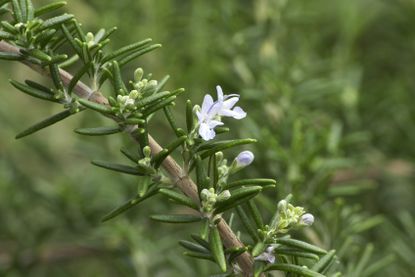 Flowering Rosemary Plant