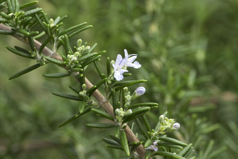 Rosemary Plant Varieties Different Types Of Rosemary To Grow Gardening Know How