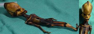 The skeleton, which is about the size of an American dollar bill, shows evidence of an unusual number of genetic deformities.