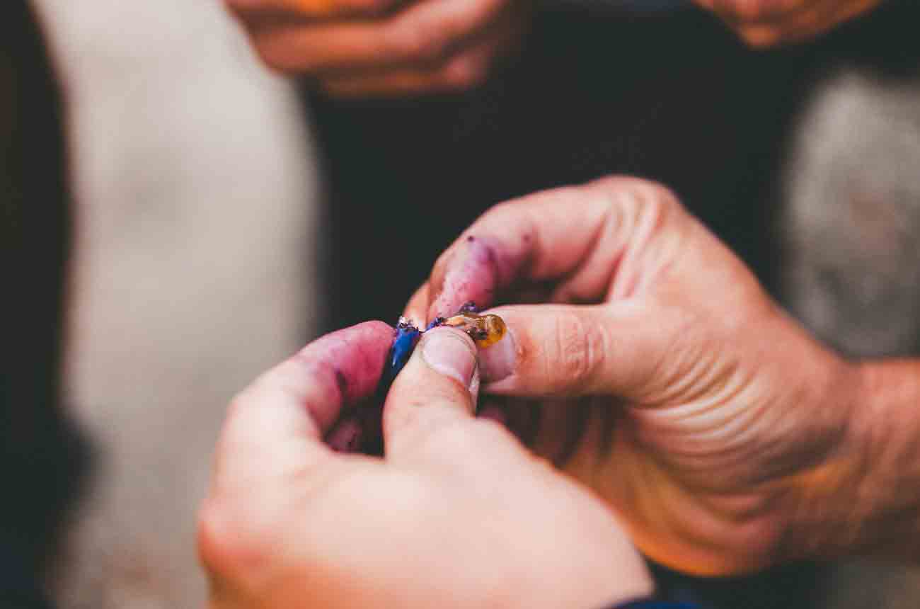 Monteabell&amp;oacute;n focuses on high-quality grapes