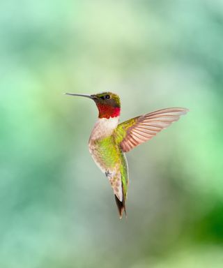 A light green hummingbird with a red and blue head, with a green background behind it