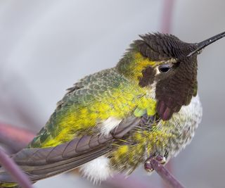 Anna's hummingbird perching on a branch during winter in Oregon