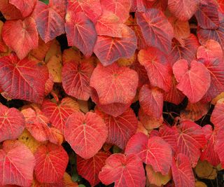 flame-colored leaves of Vitis cognetiae