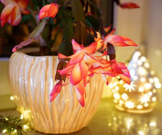 Christmas cactus with red flowers next to festive display