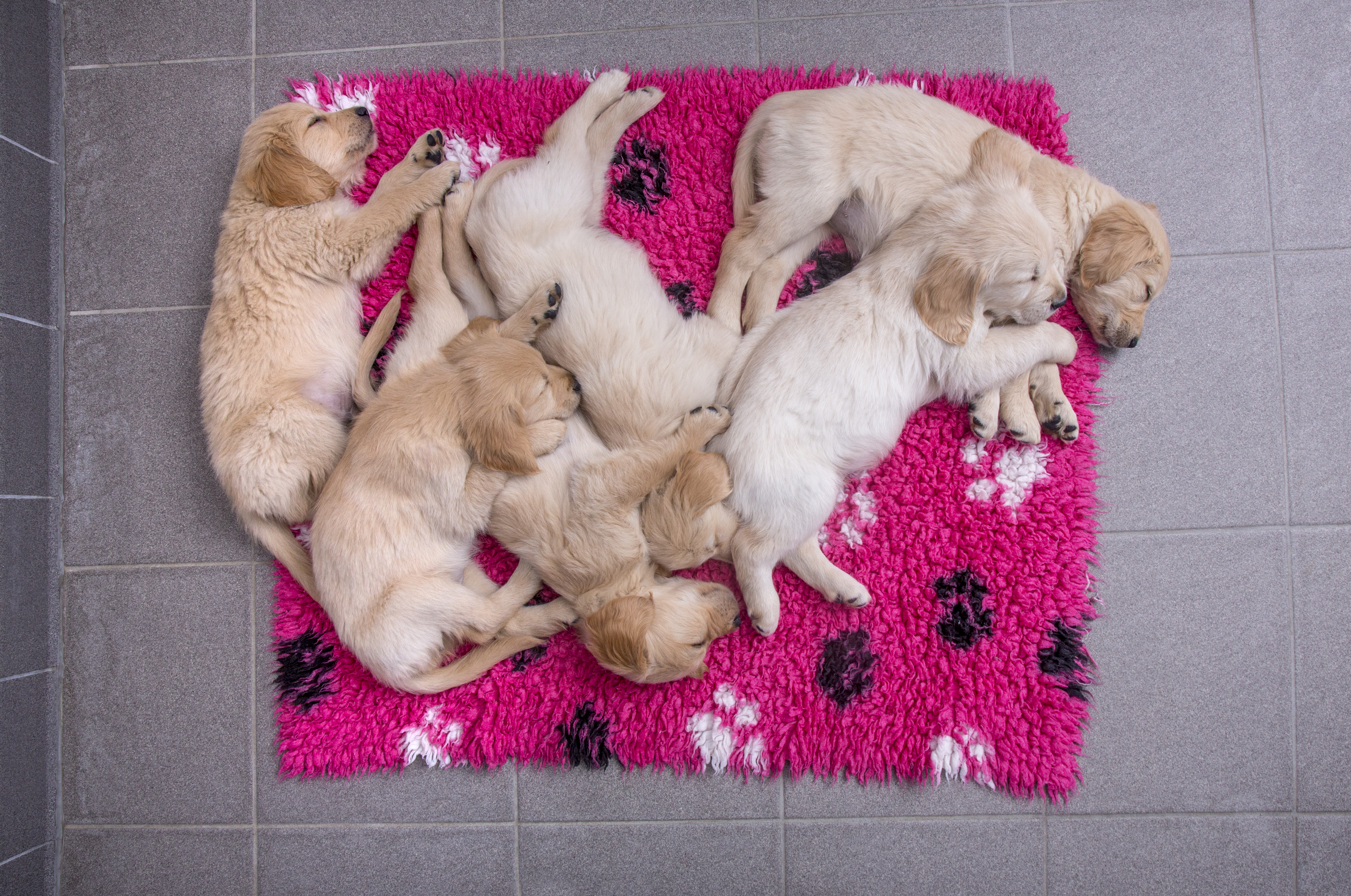 guide-dog puppies