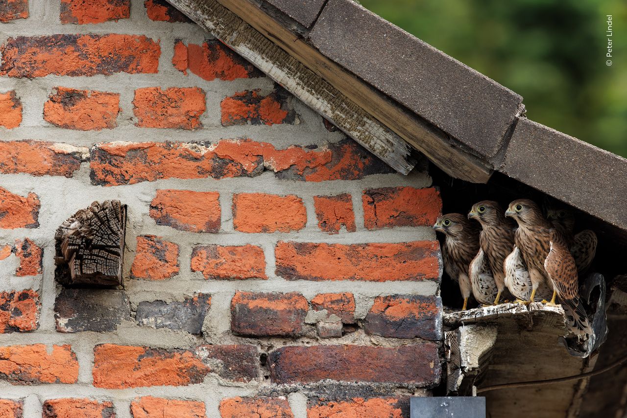 Three young kestrels prepare to leap from their nest to a nearby beam.