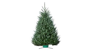 fraser fir