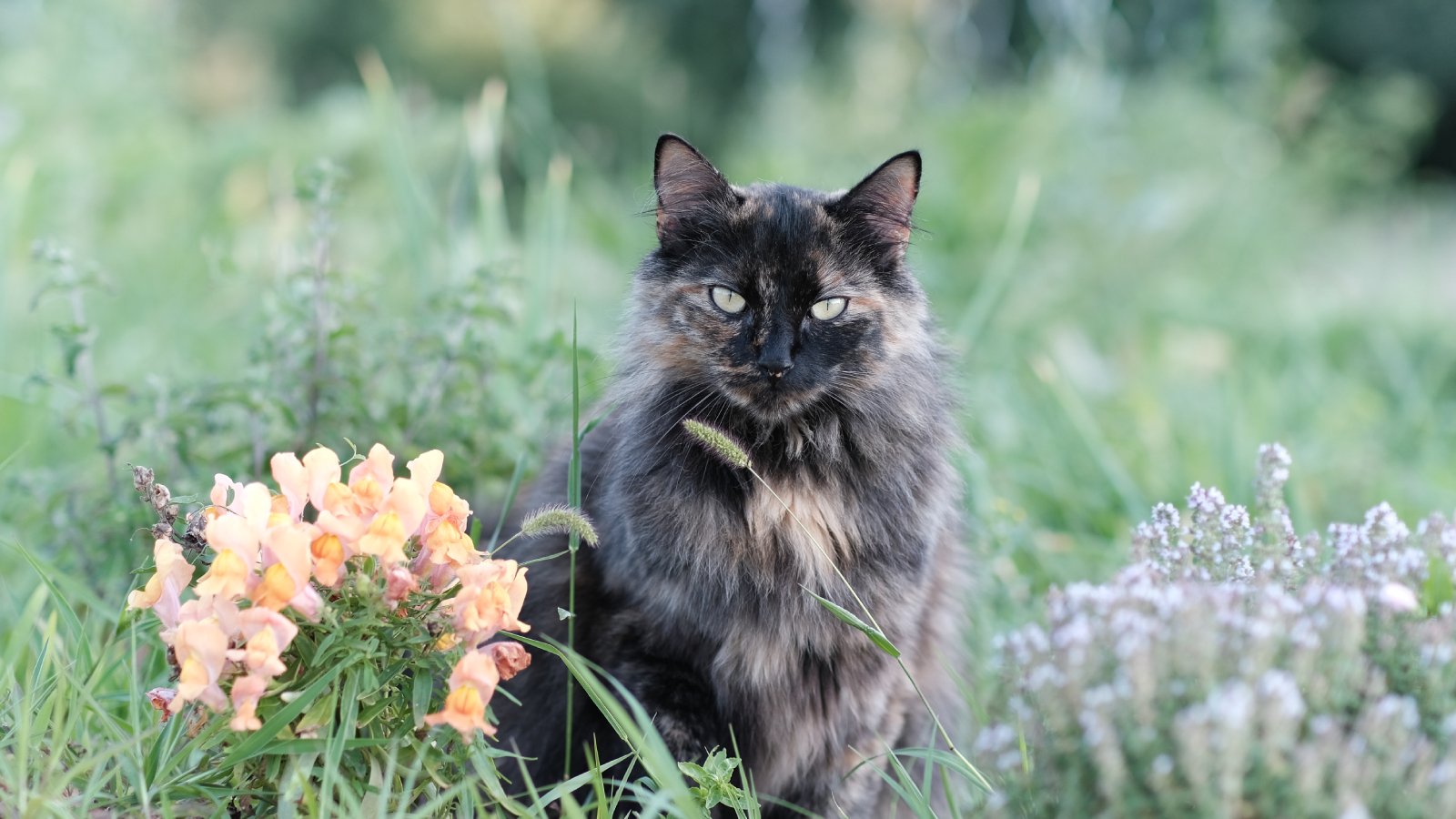 Long haired cat sits in flower garden