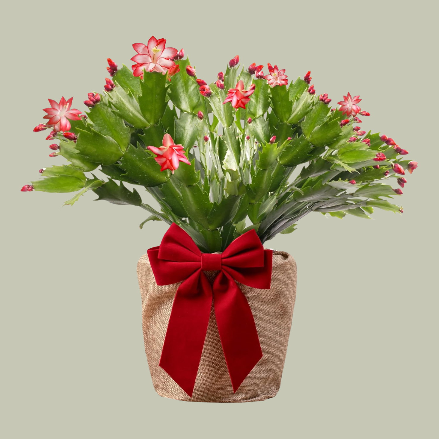 A pink Christmas cactus with a red bow