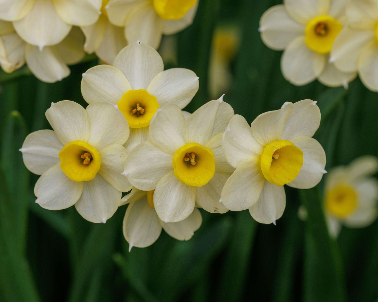 Types of daffodils: best varieties for spring color | Gardeningetc