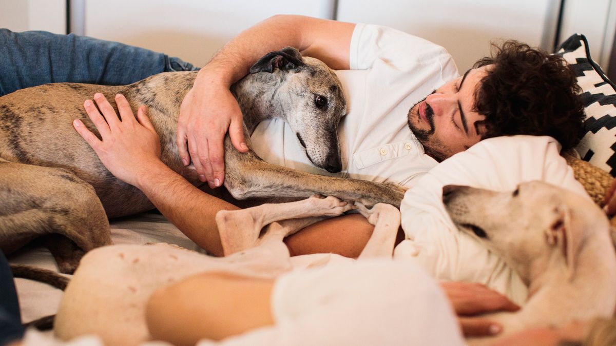 A couple in bed with their dogs