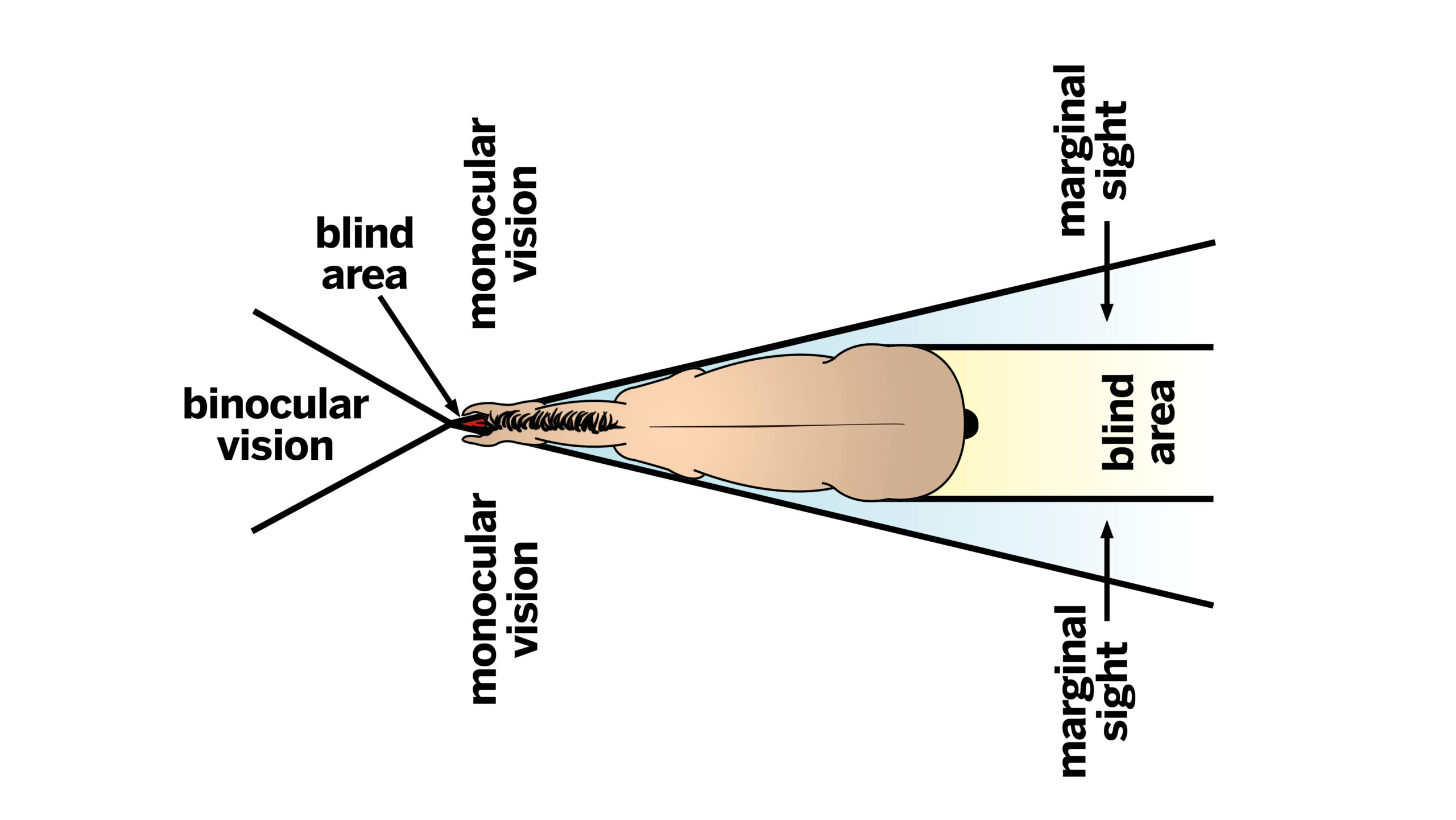 Diagram showing horse sight blindspots