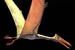Pteranodon Flying Dinosaur Names