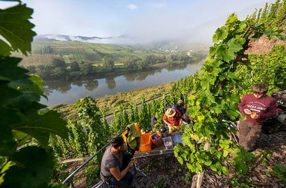 riesling harvest, mosel, germany