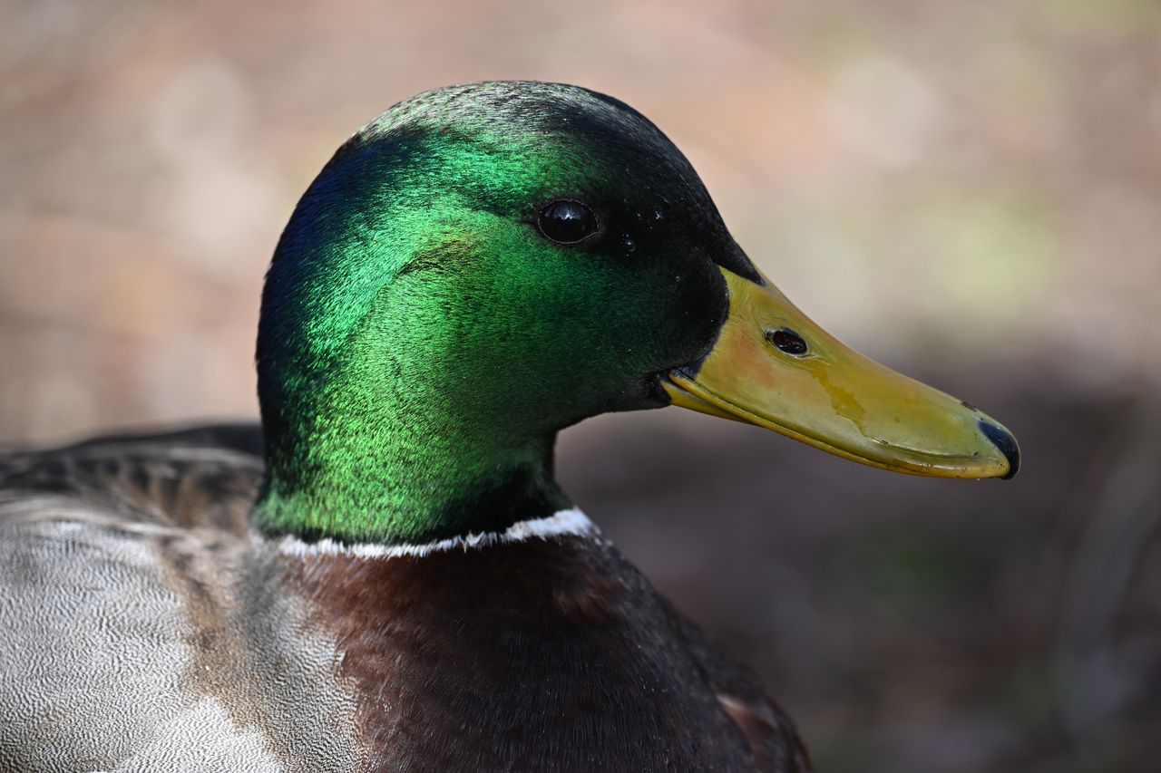 Nikon Z9 review: image samples