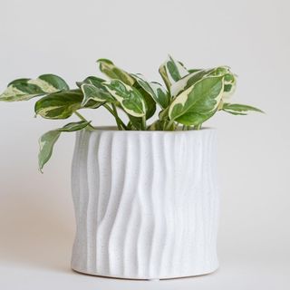 Wavy Planter Speckled Matte White Ceramic