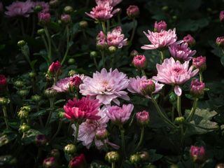 pink chrysanthemums in garden