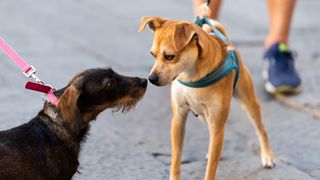 Two dogs greeting each other on leashes